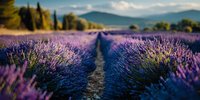 Vibrant purple lavender field stretching toward distant mountains under blue sky, creating serene countryside landscape in summer bloom.