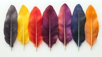 Colorful bird feathers arranged in row on white background, including black, yellow, red, purple, navy and orange plumes. Isolated decorative elements.