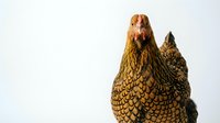 Brown feathered hen with golden plumage standing against clean white background, farm poultry bird isolated for agricultural and livestock designs.