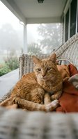 Orange tabby cat resting on a cozy blanket in a wicker chair on a misty morning porch, gazing calmly at the camera.