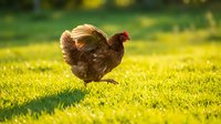 Brown hen walking on green grass in sunny backyard during golden hour light for organic farming and poultry concepts.