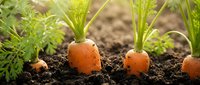 Fresh orange carrots growing in rich dark soil with green leafy tops in organic vegetable garden bed ready for harvest in natural sunlight.