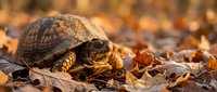 Box turtle walking through colorful autumn leaves in natural woodland habitat during golden hour sunlight creating warm seasonal atmosphere.