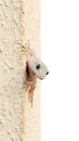 Small gecko lizard climbing on textured beige wall surface with white background isolated for design projects and educational materials.