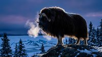 Large musk ox standing on snowy mountain ridge breathing visible vapor in cold arctic wilderness during twilight with dramatic purple sky and evergreen trees.