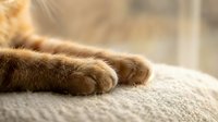 Orange tabby cat paws resting on soft beige fabric in warm natural light creating cozy domestic pet scene for home decor and animal lover content.