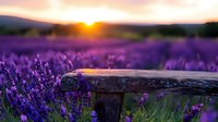 Vibrant purple lavender field at sunset with wooden fence in foreground, golden sun peeking over mountains creates dreamy atmosphere for nature and wellness designs.