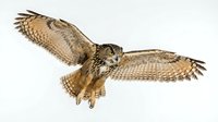 Eagle owl in flight with wings spread wide, isolated on white background, ready for design projects, educational materials, and wildlife publications.