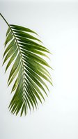 Single green palm leaf branch against clean white background for tropical design projects and natural decor elements.