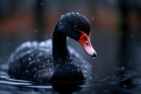 Black swan swimming in dark water with water droplets on feathers, dramatic close-up portrait showing distinctive red beak against moody background.