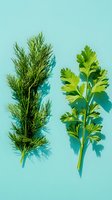 Fresh dill and parsley herbs on turquoise background with shadow. Culinary ingredients for cooking, food styling, and healthy eating.