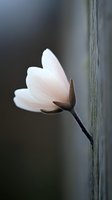 Delicate white magnolia flower bud opening against dark background, soft focus macro photography capturing pure petals and brown stem in minimalist style.