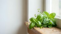 Fresh green mint leaves bundle on wooden surface near bright window creating natural herb garden atmosphere for culinary and wellness applications.