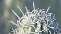 Frost-covered thistle flower head with sharp spines and ice crystals in winter garden setting for seasonal and nature themes.