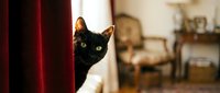 Black cat peeking from behind red curtain in cozy home interior, curious feline looking at camera with green eyes, domestic pet in living room setting.