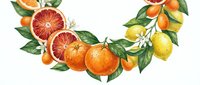 Fresh citrus fruits arranged in a curved garland featuring blood oranges, lemons, and kumquats with green leaves and white blossoms on white background.