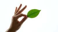 Hand holding fresh green leaf between fingers on white background symbolizing environmental care, sustainability and natural wellness concepts.