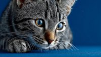 Adorable tabby kitten with striking blue and amber heterochromia eyes lying on blue surface, close-up portrait showing detailed whiskers and fur patterns.