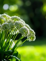 Fresh white allium flowers bloom against vibrant green garden background with soft bokeh effect, creating natural spring atmosphere for botanical designs.
