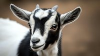 Young black and white goat kid with distinctive facial markings looking directly at camera in close-up portrait shot for farm animal photography.