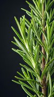 Fresh rosemary herb sprigs with narrow green leaves and woody stems isolated on dark background for culinary and botanical uses.