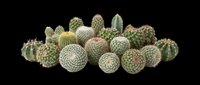 Assorted cactus collection isolated on transparent background, ready for t-shirt design, stickers, clipart, print on demand, and sublimation projects.