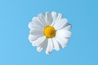 Single white daisy flower with bright yellow center against clear blue background, isolated macro shot showing delicate petal details. Perfect for wellness designs.