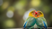 Two colorful lovebirds sitting close together on branch with soft bokeh background. Romantic pair of small parrots showing affection and bonding behavior.