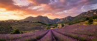 Lavender field rows stretching toward mountains at golden sunset with dramatic purple and orange sky creating peaceful agricultural landscape scene.