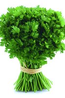 Fresh parsley bunch tied with twine on white background, vibrant green leaves and stems isolated for culinary and food photography use.