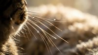 Meerkat with prominent whiskers in profile against blurred sandy background, showcasing wildlife detail and natural behavior for nature documentaries and educational content.