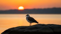 Seagull silhouette standing on rocky shore during golden sunset over calm water. Peaceful coastal scene for nature and wildlife photography projects.