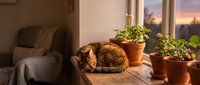 Tabby cat sleeping curled up on wooden floor near potted plants by window at sunset, cozy home interior with armchair and warm evening light.