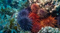 Colorful sea urchins with spiny shells clustered on coral reef underwater. Marine life ecosystem with purple, red, orange spines in ocean habitat for diving photography.