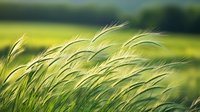 Delicate green wheat stalks swaying in summer breeze against blurred natural background, creating peaceful agricultural landscape. Macro view captures golden sunlight.