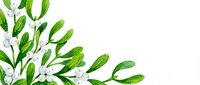 Watercolor mistletoe branch with white berries and green leaves on transparent background isolated for holiday designs and Christmas decorations.