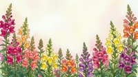 Colorful snapdragon flowers border frame with pink, yellow, orange and purple blooms on light background for spring garden design projects.