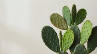 Prickly pear cactus with green paddle-shaped segments against neutral background. Desert plant succulent for home decor and botanical design projects.