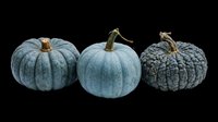 Blue-grey pumpkins isolated on transparent background, ready for clipart, t-shirt design, stickers, print-on-demand products, and sublimation projects.