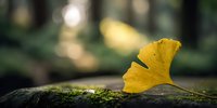 Single yellow ginkgo leaf resting on moss-covered log in autumn forest with soft bokeh background creating peaceful natural scene for wellness concepts.