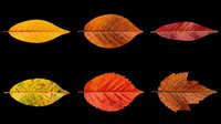 Autumn leaves in various stages of seasonal color change, isolated on transparent background, ready for clipart, t-shirt design, stickers, print-on-demand products, and sublimation projects.