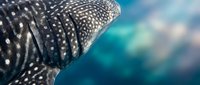 Whale shark spotted skin pattern close-up underwater in tropical ocean waters showing distinctive white dots on dark surface for marine biology education.