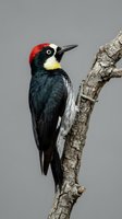 Acorn woodpecker with distinctive red cap and black white plumage perched on weathered tree branch against neutral gray background for wildlife photography.