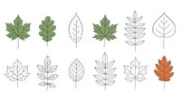 Collection of botanical leaf icons in outline and filled styles isolated on white background for nature design projects and seasonal graphics.
