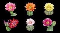 Colorful cactus flowers blooming in pink, orange, yellow, red, and magenta isolated on transparent background. Ready for t-shirt designs, clipart, stickers, and print-on-demand products.