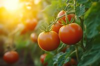 Fresh ripe tomatoes growing on vine in garden with warm sunlight and natural bokeh effect, organic farming and healthy food concept.