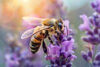 Macro photography of honey bee collecting nectar from purple lavender flower in summer garden. Perfect for nature, environmental, or pollination themed designs.