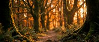 Enchanting autumn forest path glowing with warm golden light, ancient trees framing a winding trail through lush ferns and foliage.