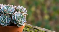 Succulent plants in terracotta pot on wooden surface with natural green background. Echeveria rosettes with blue-green leaves and pink edges for gardening.