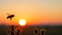 Honeybee flying over wildflowers during golden hour sunset with warm orange sky and bright sun creating peaceful nature scene for pollination concepts.